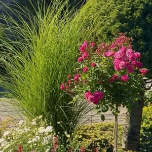 Ландшафтный дизайн 23