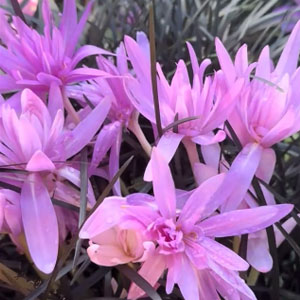 Ландшафтный дизайн 1